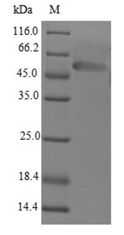 (Tris-Glycine gel) Discontinuous SDS-PAGE (reduced) with 5% enrichment gel and 15% separation gel.