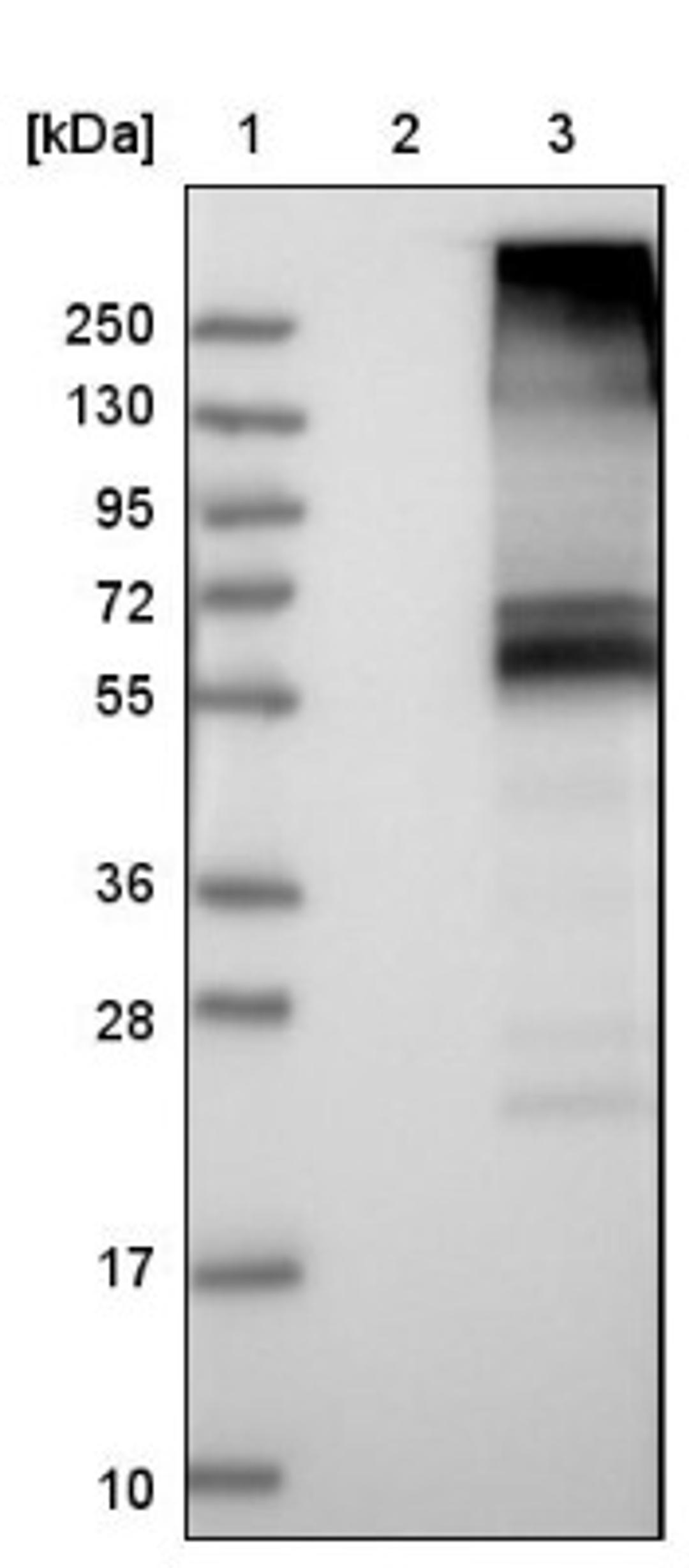 Western Blot: SLC7A4 Antibody [NBP1-86613] - Lane 1: Marker [kDa] 250, 130, 95, 72, 55, 36, 28, 17, 10<br/>Lane 2: Negative control (vector only transfected HEK293T lysate)<br/>Lane 3: Over-expression lysate (Co-expressed with a C-terminal myc-DDK tag (~3.1 kDa) in mammalian HEK293T cells, LY401343)