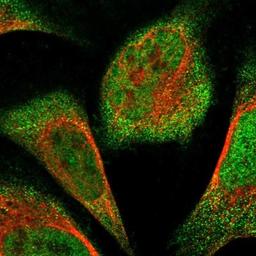 Immunocytochemistry/Immunofluorescence: FAM104A Antibody [NBP1-94005] - Staining of human cell line U-2 OS shows positivity in nucleus but not nucleoli & cytoplasm.