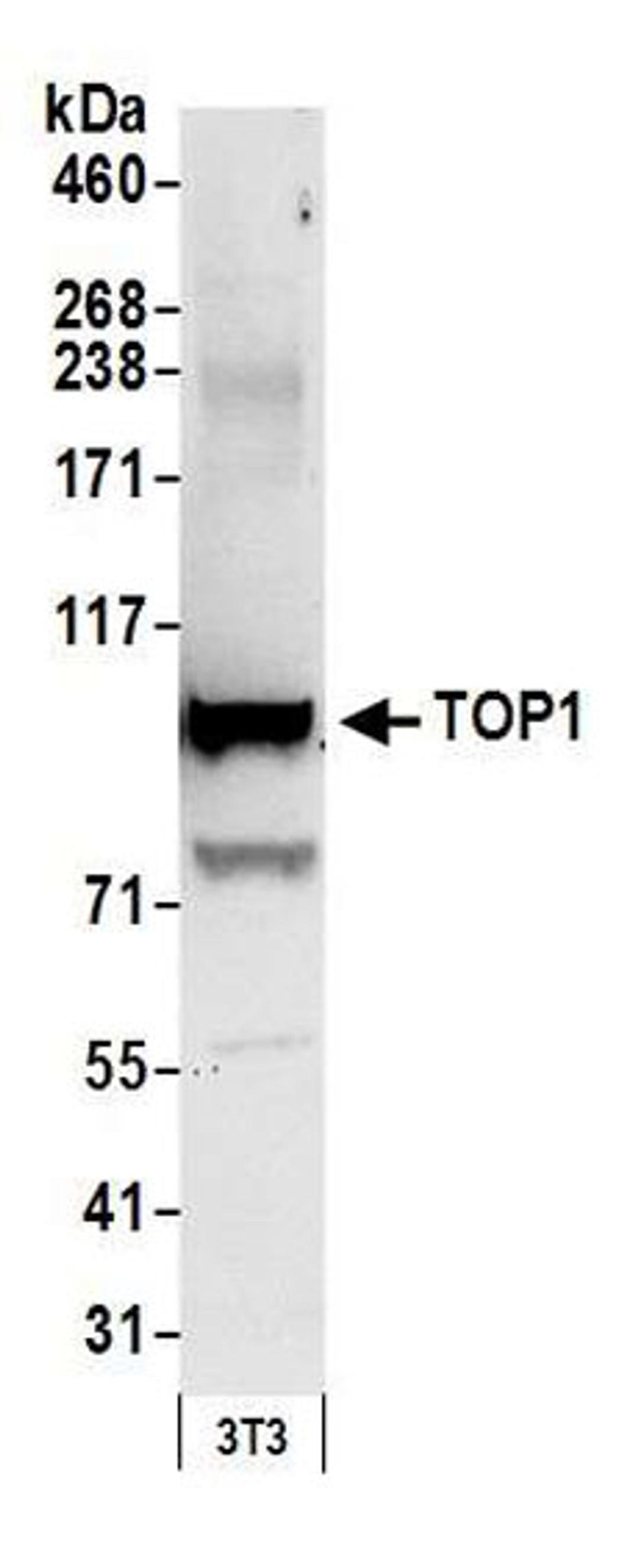 Detection of mouse TOP1 by western blot.