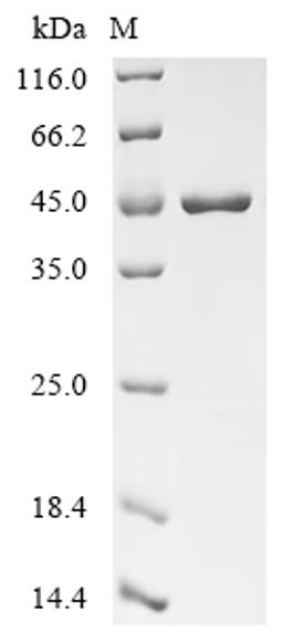 (Tris-Glycine gel) Discontinuous SDS-PAGE (reduced) with 5% enrichment gel and 15% separation gel.