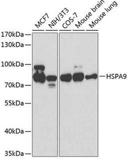 Western blot - HSPA9 antibody (A0558)