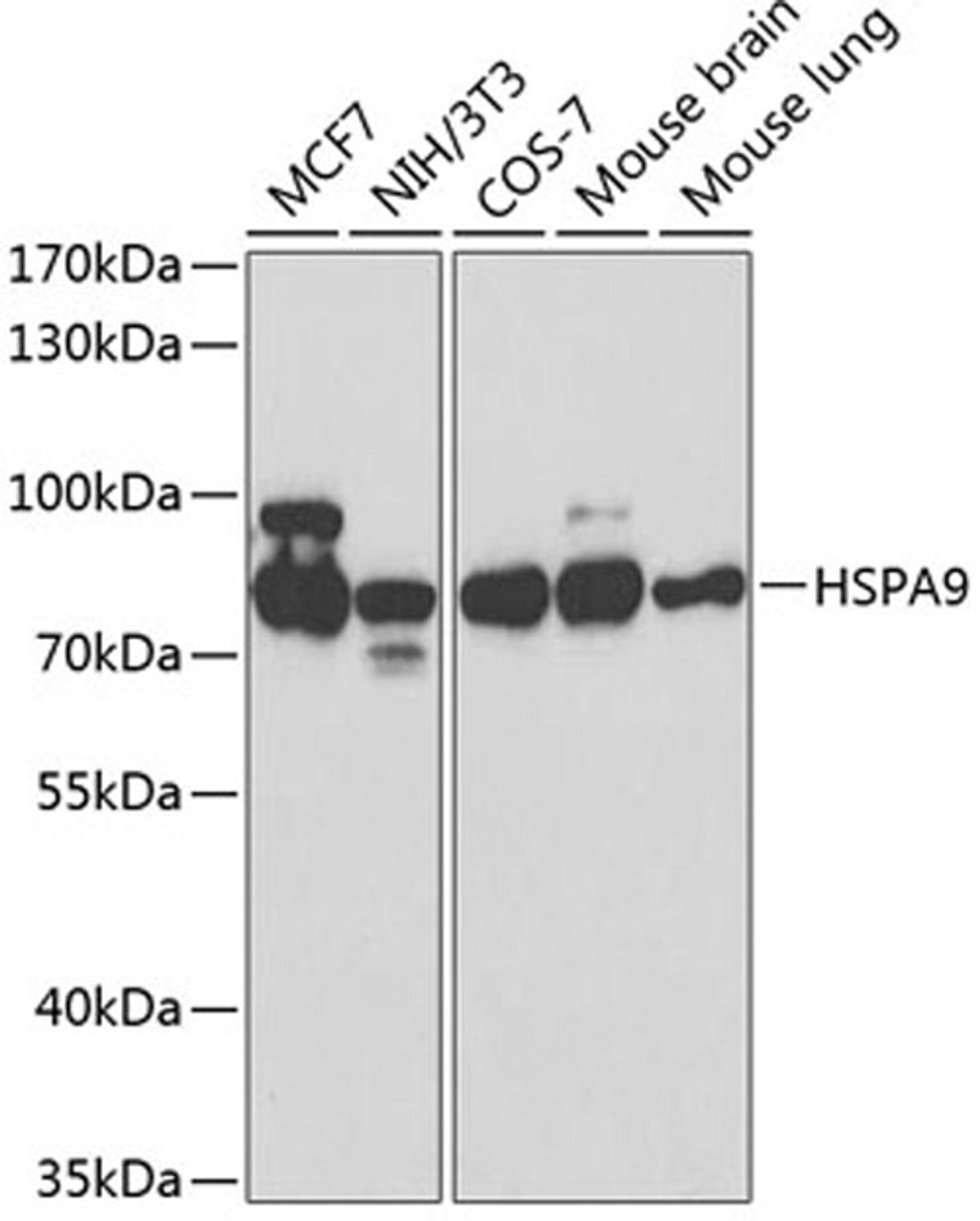 Western blot - HSPA9 antibody (A0558)