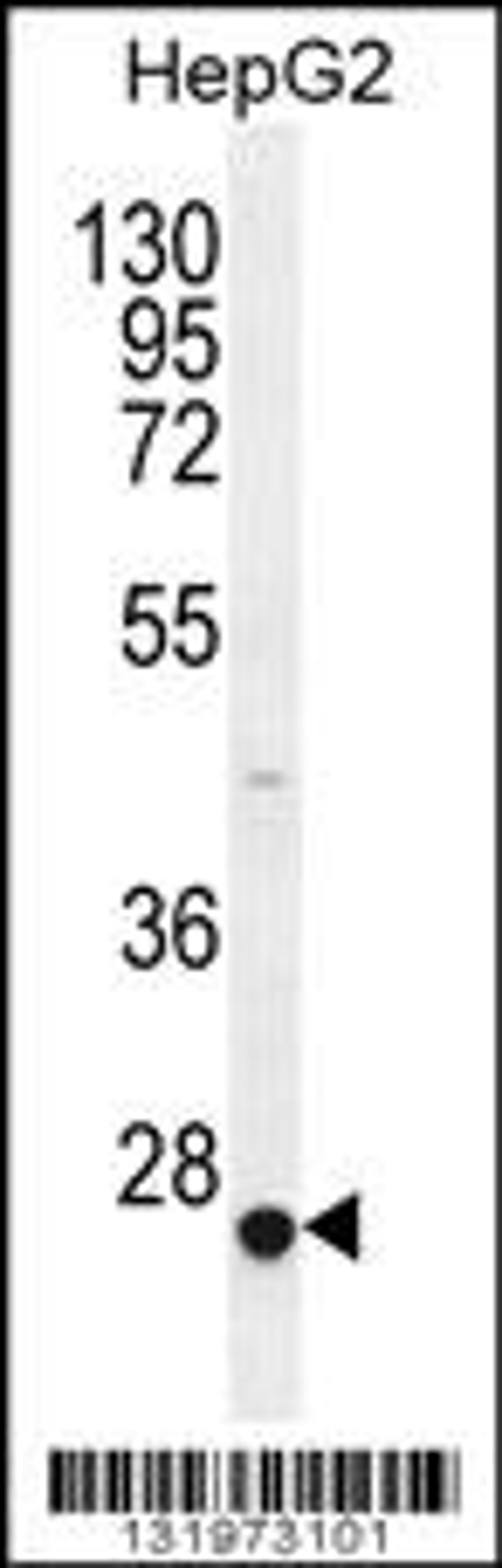 Western blot analysis in HepG2 cell line lysates (35ug/lane).