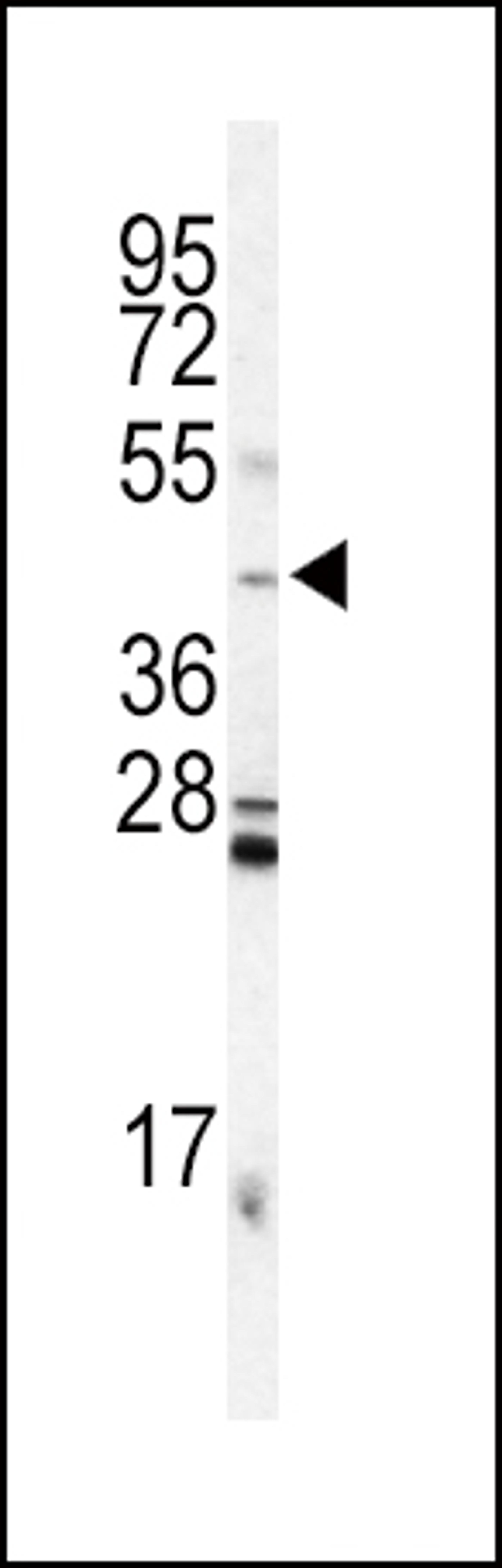 Western Blot in mouse testis tissue lysates (35ug/lane).NHA (arrow) was detected using the purified Pab.