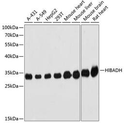 Western blot - HIBADH antibody (A1264)