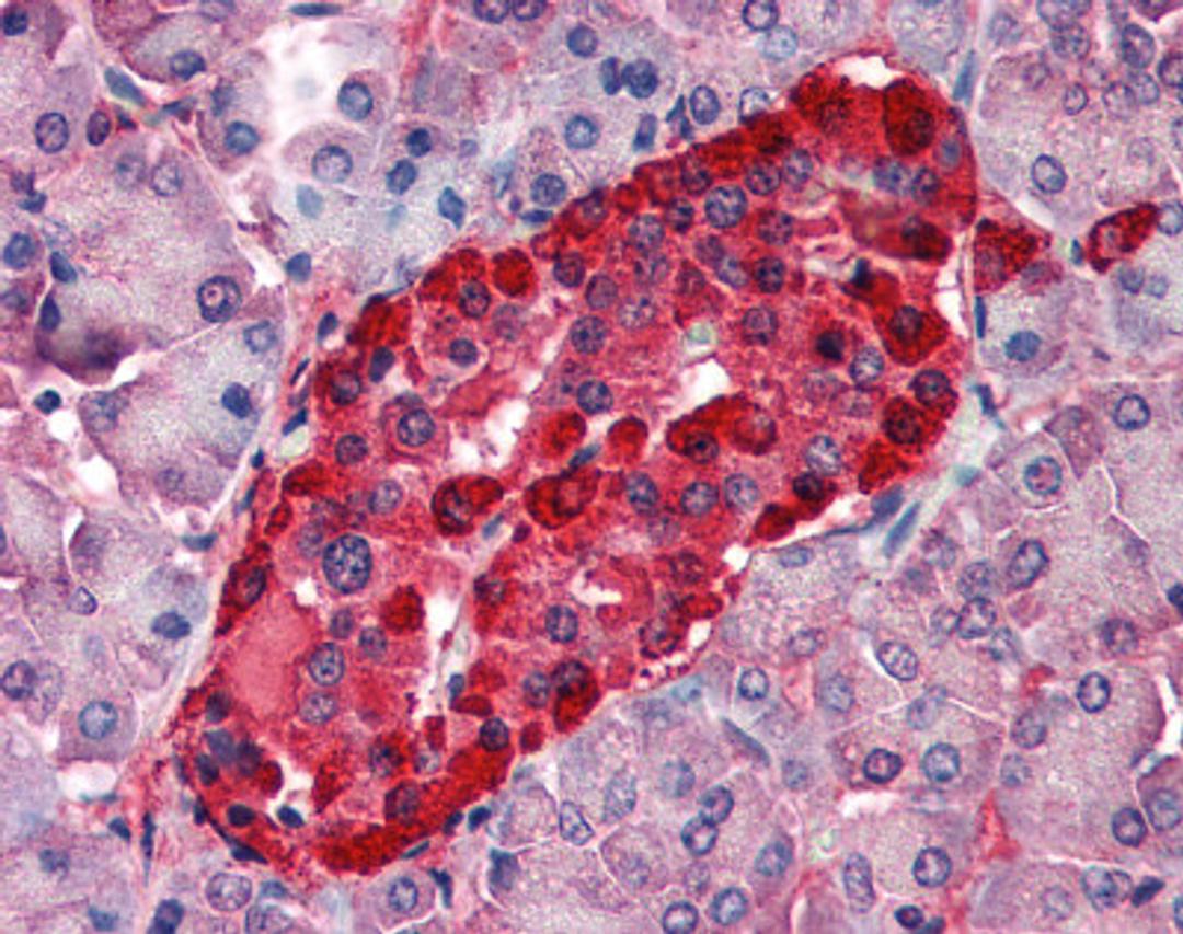 Immunohistochemistry staining of Transthyretin in pancreas tissue using Transthyretin Antibody.