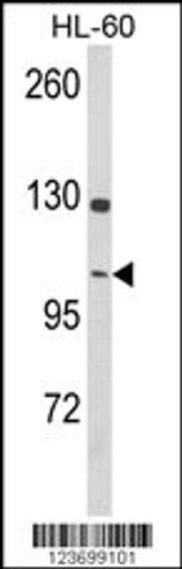 Western blot analysis of DNM3 Antibody in HL-60 cell line lysates (35ug/lane)