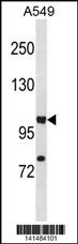 Western blot analysis in A549 cell line lysates (35ug/lane).