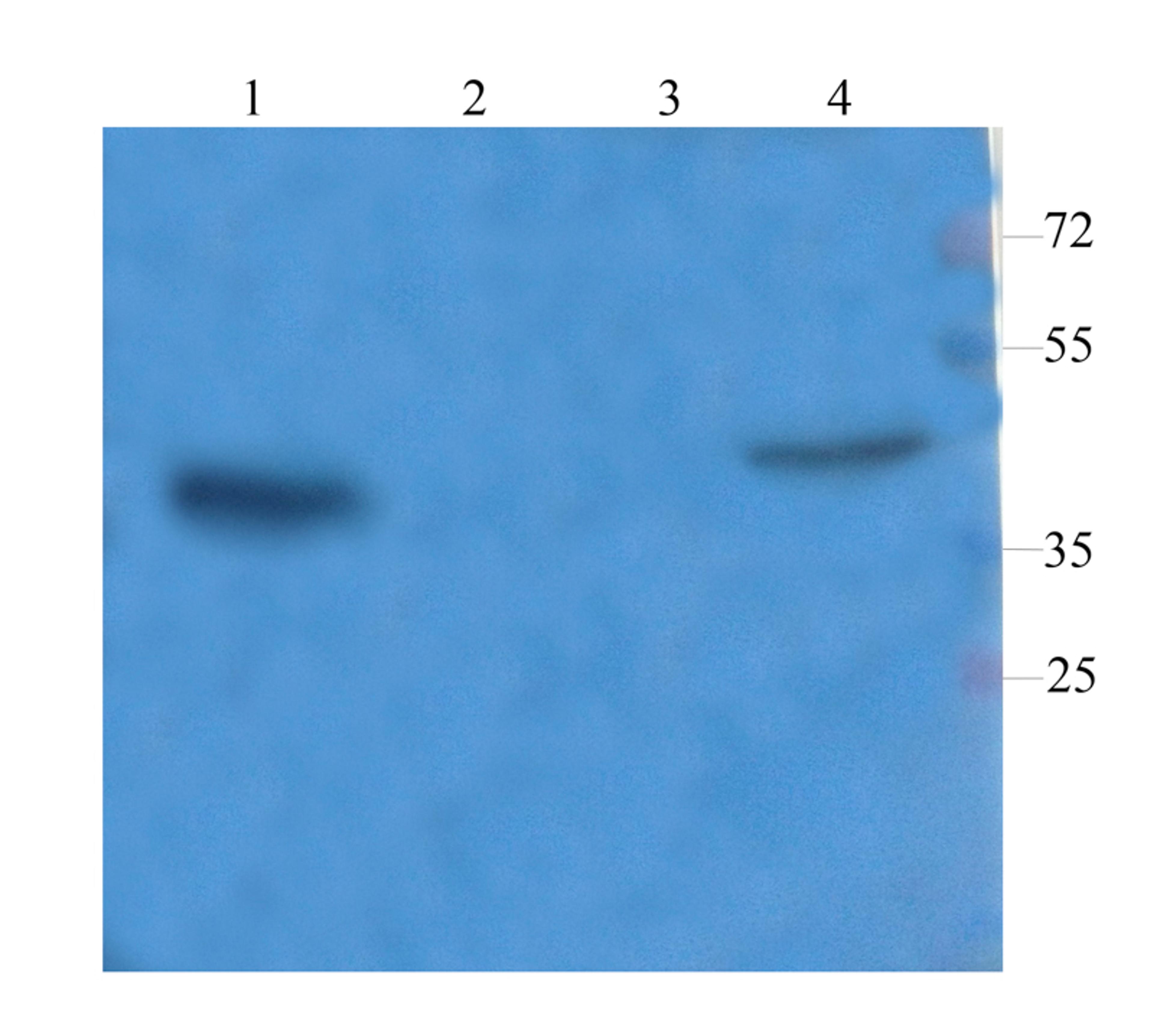 WB analysis of rat spleen (lane 1), mouse brain (lane 2), mouse medulla (lane 3), rat stomach (lane 4) using CD68 antibody (1 ug/ml)