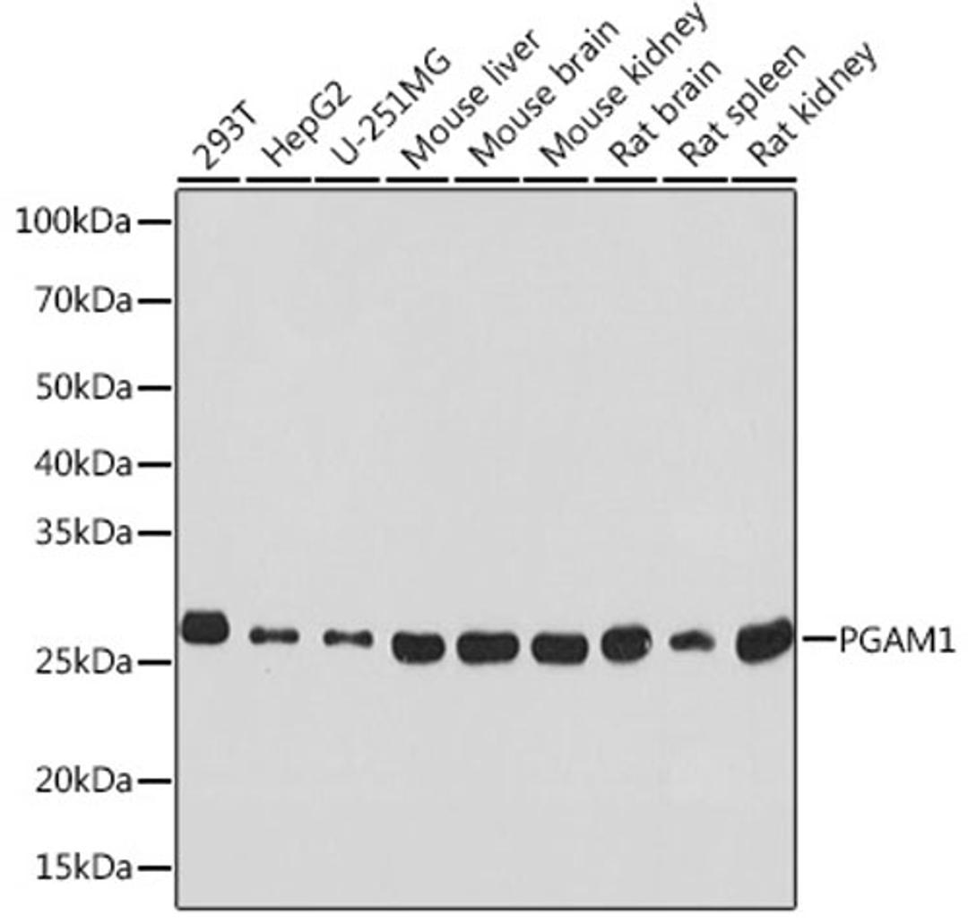 Western blot - PGAM1 Rabbit mAb (A4170)