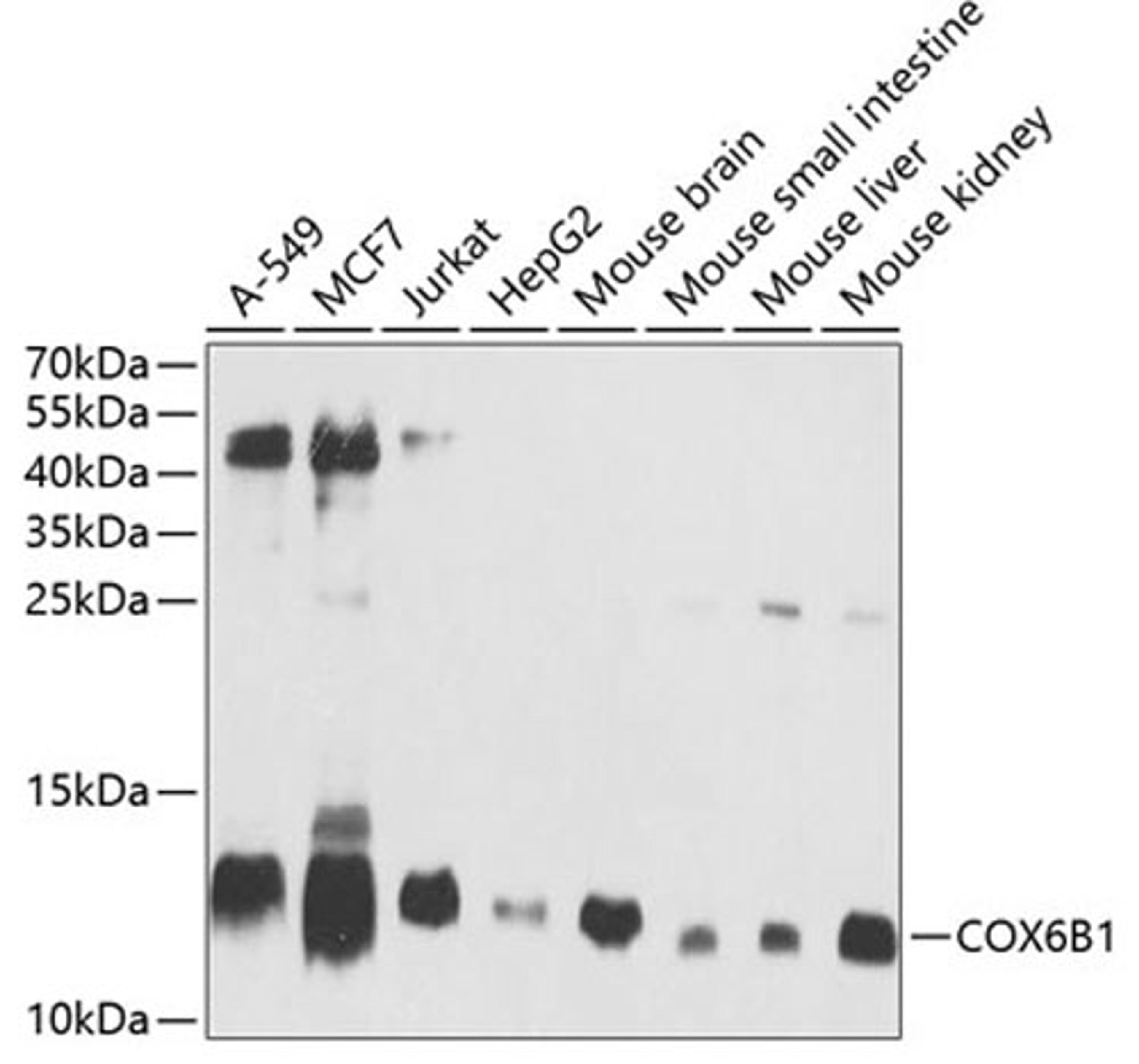 Western blot - COX6B1 antibody (A2641)