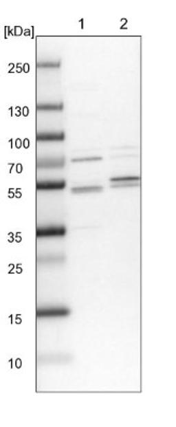 Western Blot: Kaptin Antibody [NBP1-92035] - Lane 1: NIH-3T3 cell lysate (Mouse embryonic fibroblast cells)<br/>Lane 2: NBT-II cell lysate (Rat Wistar bladder tumour cells)