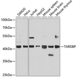 Western blot - TARDBP antibody (A13405)