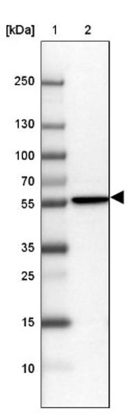 Western Blot: GPT2 Antibody [NBP2-14072] - Lane 1: Marker [kDa] 250, 130, 100, 70, 55, 35, 25, 15, 10<br/>Lane 2: Hep-G2