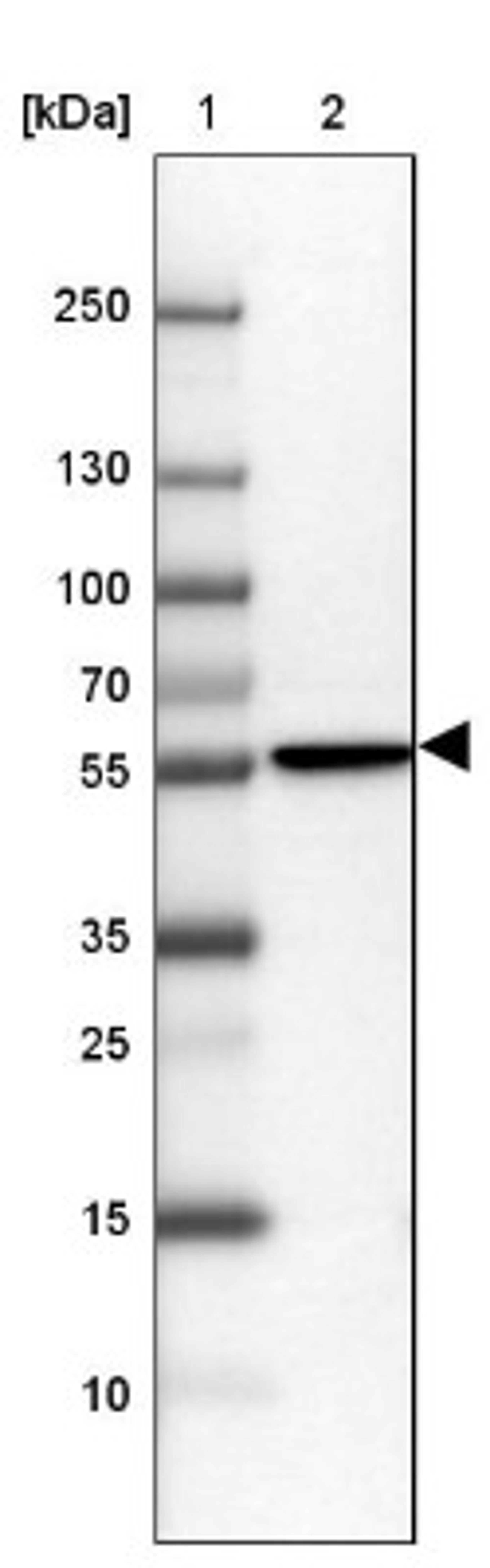 Western Blot: GPT2 Antibody [NBP2-14072] - Lane 1: Marker [kDa] 250, 130, 100, 70, 55, 35, 25, 15, 10<br/>Lane 2: Hep-G2