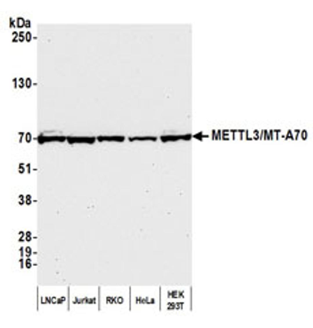 Detection of human METTL3/MT-A70 by western blot.