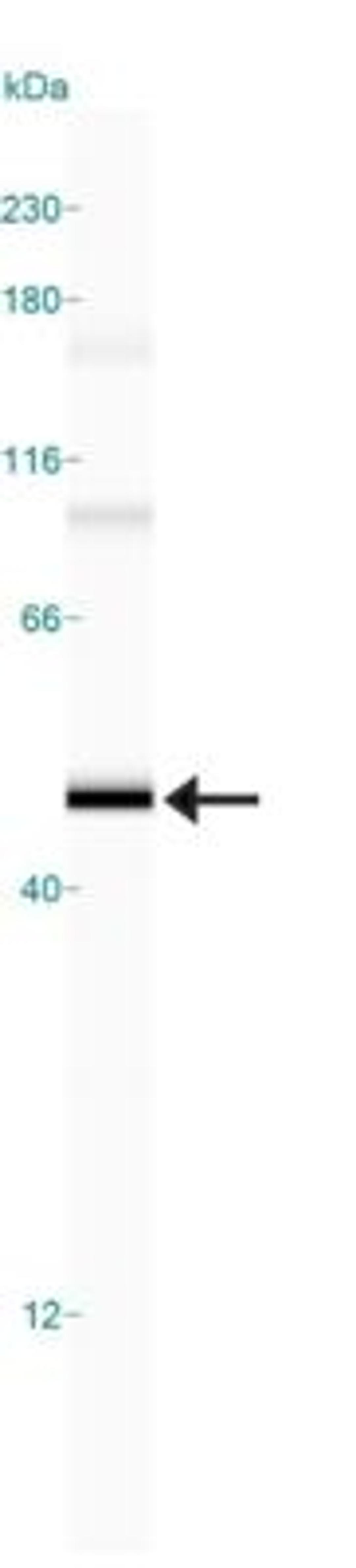 Simple Western: CRHR2/CRF2 Antibody [NB100-56485] - Simple Western lane view shows a specific band for Corticotropin Releasing Factor 2 in 0.5 mg/ml of Human Brain lysate.  This experiment was performed under reducing conditions using the 12-230 kDa separation system.