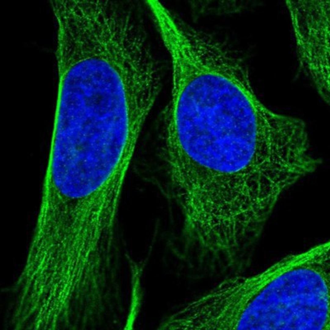 Immunocytochemistry/Immunofluorescence: OFD1 Antibody [NBP1-89355] Staining of human cell line U-2 OS shows positivity in cytoskeleton (microtubules).