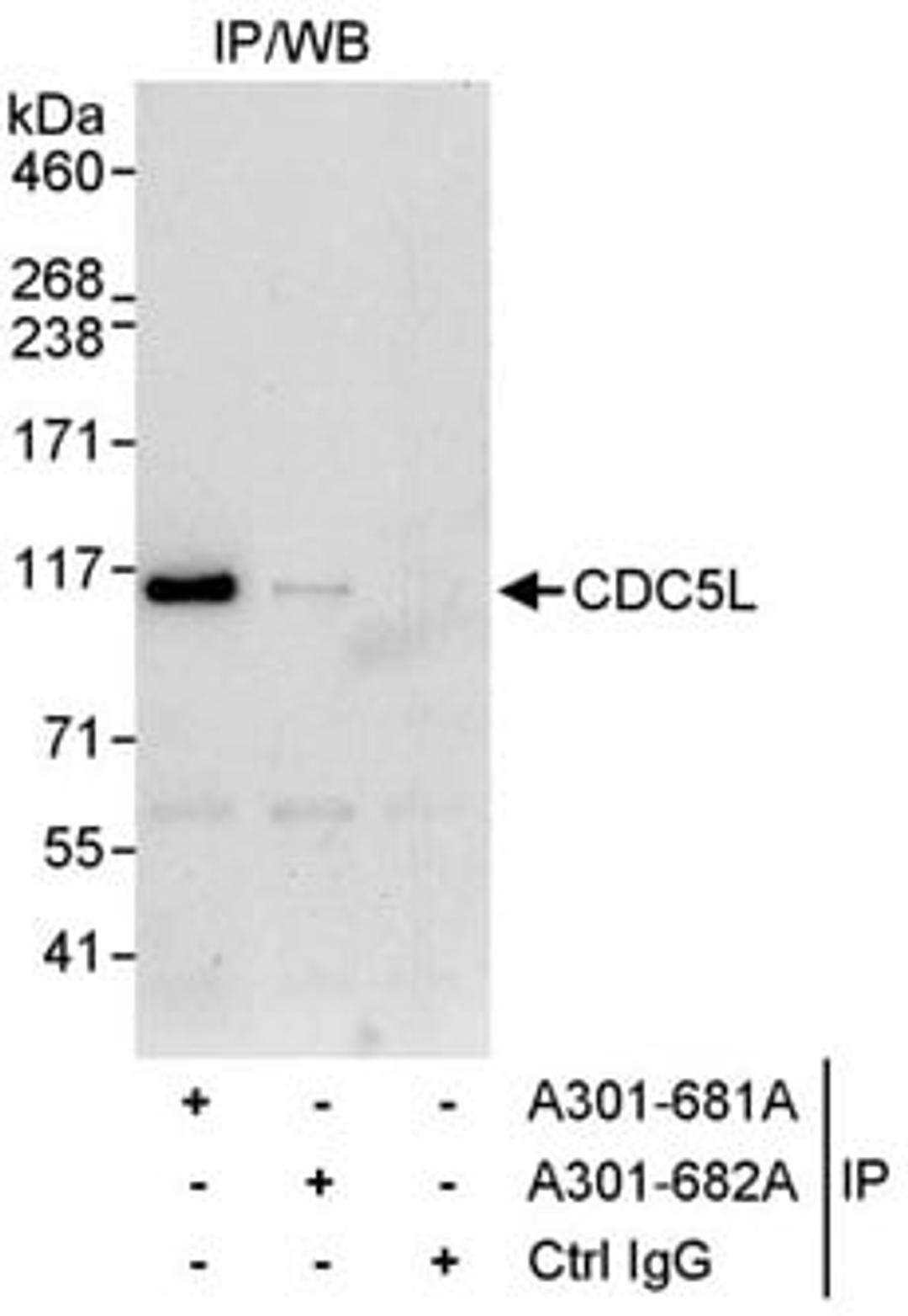 Detection of human CDC5L by western blot of immunoprecipitates.