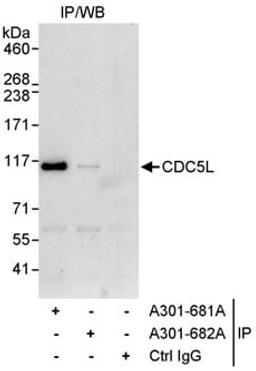 Detection of human CDC5L by western blot of immunoprecipitates.