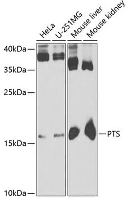 Western blot - PTS antibody (A6306)