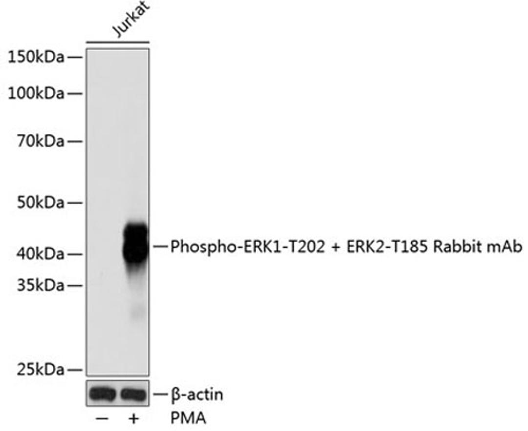 Western blot - Phospho-ERK1-T202 + ERK2-T185 Rabbit mAb (AP0485)