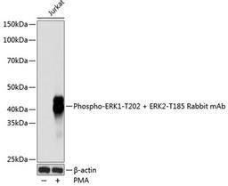 Western blot - Phospho-ERK1-T202 + ERK2-T185 Rabbit mAb (AP0485)