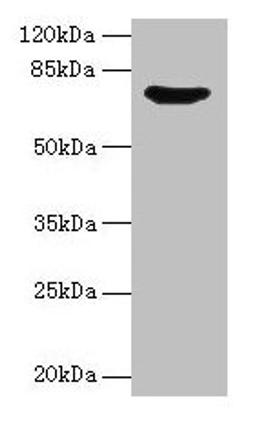 Western blot. All lanes: SYN1 antibody at 12µg/ml + Mouse brain tissue. Secondary. Goat polyclonal to rabbit IgG at 1/10000 dilution. Predicted band size: 75, 71 kDa. Observed band size: 75 kDa