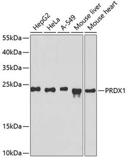 Western blot - PRDX1 antibody (A1842)