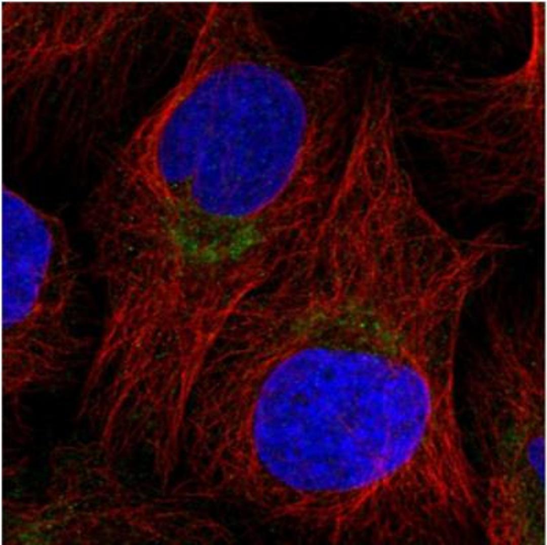 Immunocytochemistry/Immunofluorescence: NDUFC2 Antibody [NBP1-88934] - Immunofluorescent staining of human cell line U-2 OS shows positivity in mitochondria. Antibody staining is shown in green.