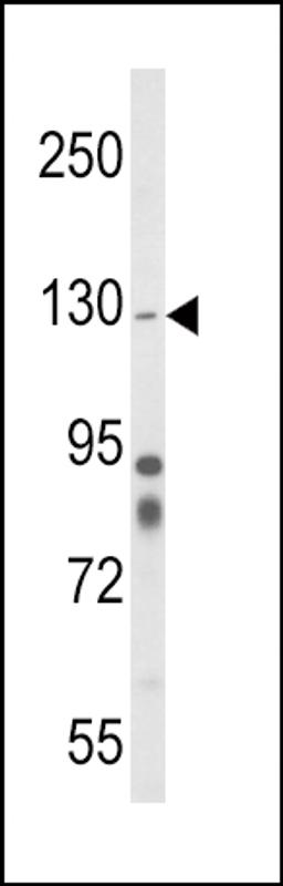 Western blot analysis of ITGA1 Antibody in mouse cerebellum tissue lysates (35ug/lane)