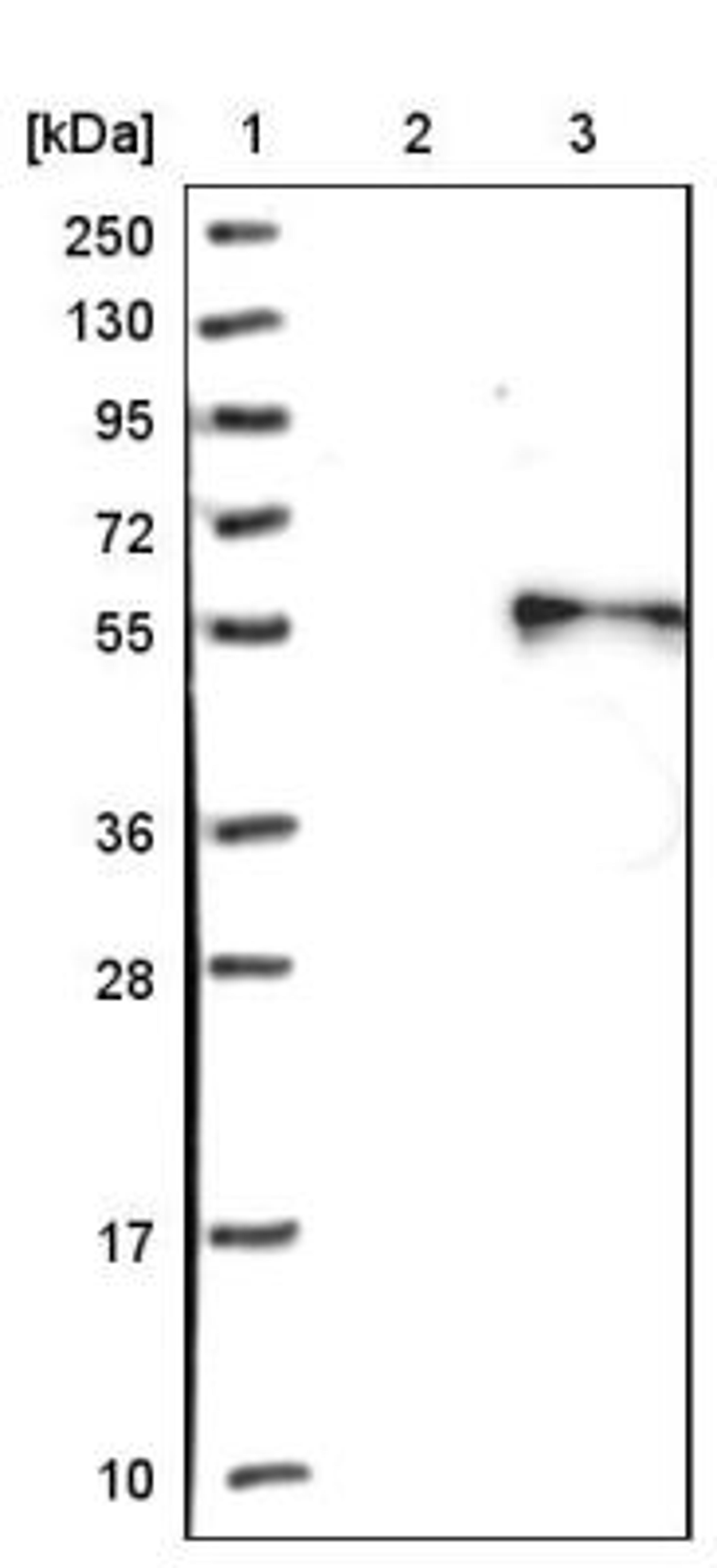 Aggregation: VEGF-D Antibody [NBP1-86865] - Lane 1: Marker [kDa] 250, 130, 95, 72, 55, 36, 28, 17, 10<br/>Lane 2: Negative control (vector only transfected HEK293T lysate)<br/>Lane 3: Over-expression lysate (Co-expressed with a C-terminal myc-DDK tag (~3.1 kDa) in mammalian HEK293T cells, LY417969)