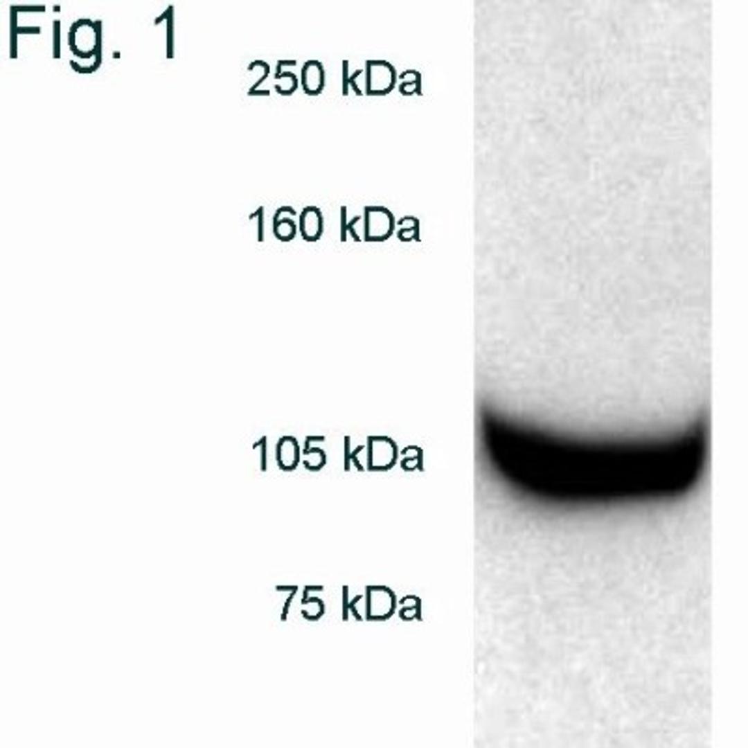 Western Blot: Rpn2 Antibody [NB120-2941] - Analysis of proteasome 19S subunit S1 from HeLa cell extract.