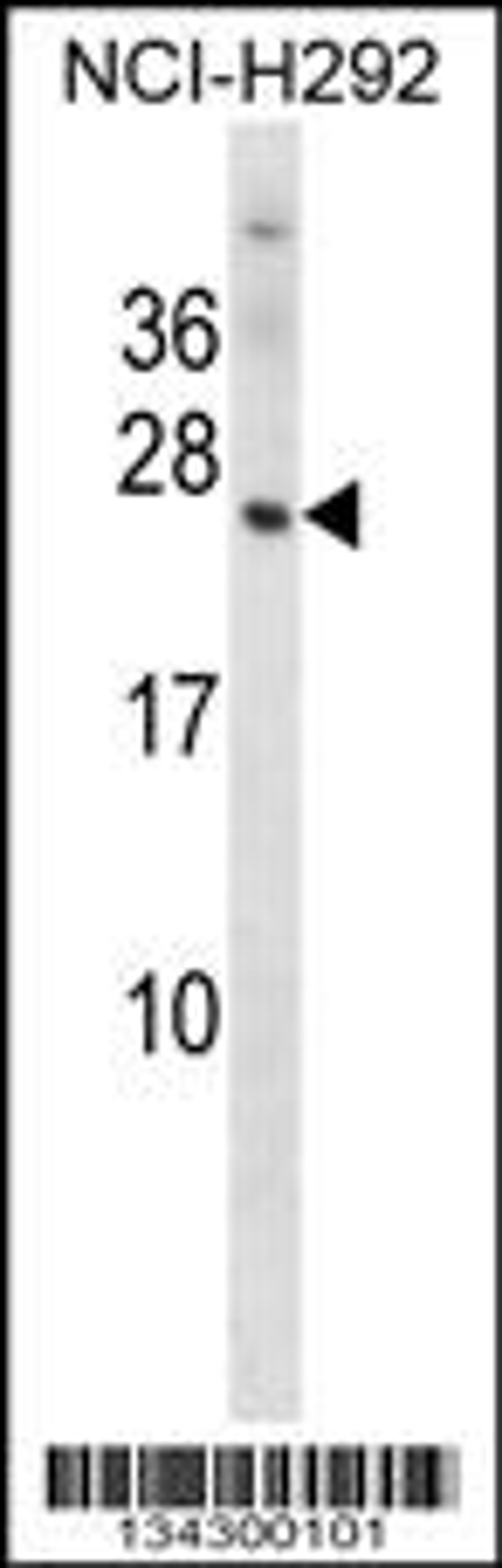 Western blot analysis in NCI-H292 cell line lysates (35ug/lane).