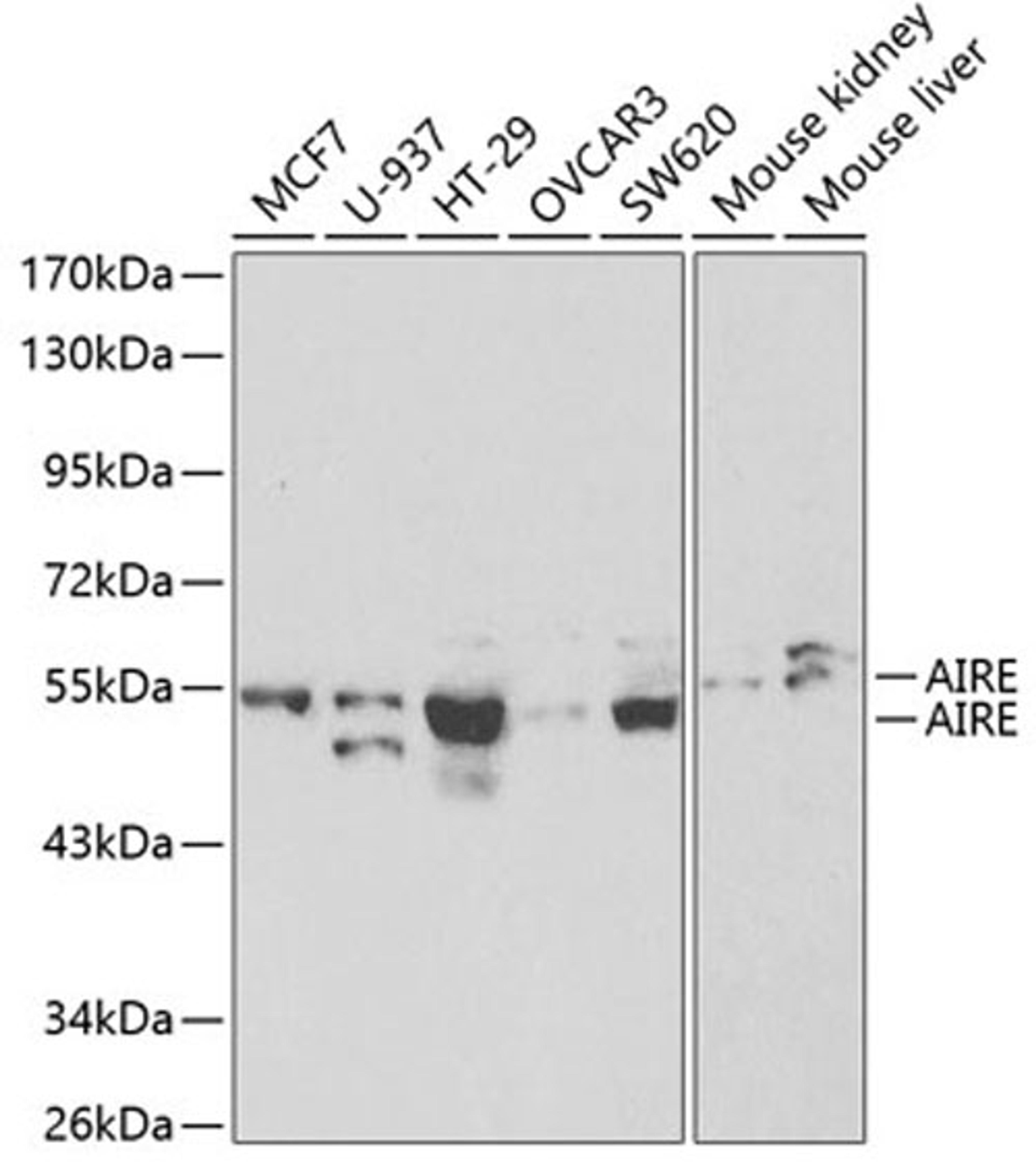 Western blot - AIRE antibody (A1767)