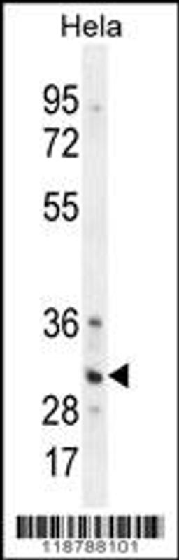 Western blot analysis in Hela cell line lysates (35ug/lane).