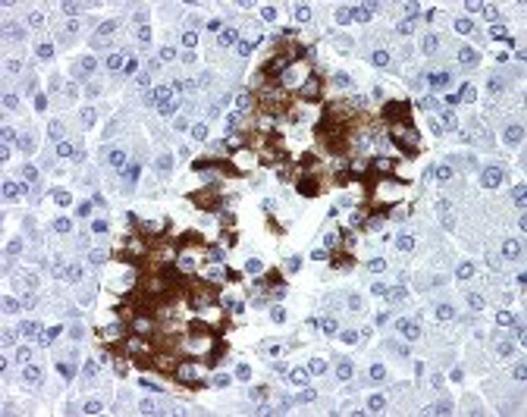 Immunohistochemistry staining of Insulin in pancreas tissue using Insulin Monoclonal Antibody.