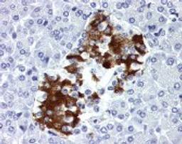 Immunohistochemistry staining of Insulin in pancreas tissue using Insulin Monoclonal Antibody.