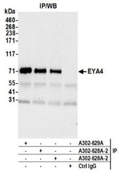 Detection of human EYA4 by western blot of immunoprecipitates.