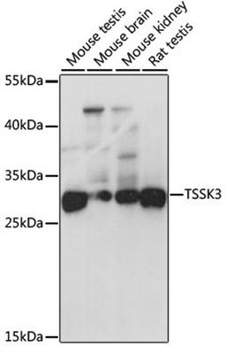 Western blot - TSSK3 antibody (A7605)