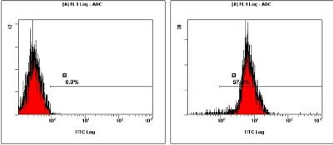 Flow Cytometry: Nanog Antibody [NB100-588] - staining of NTERA-2  cells using NB100-588 at a 1:50 dilution detected using Dylight-488 conjugated goat anti-rabbit secondary antibody.