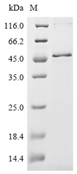(Tris-Glycine gel) Discontinuous SDS-PAGE (reduced) with 5% enrichment gel and 15% separation gel.