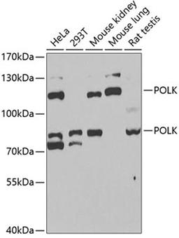 Western blot - POLK antibody (A6122)