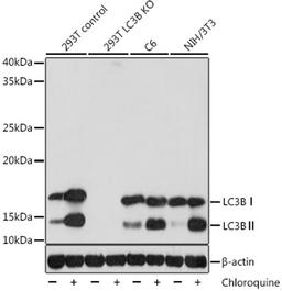 Western blot - LC3B antibody (A19665)