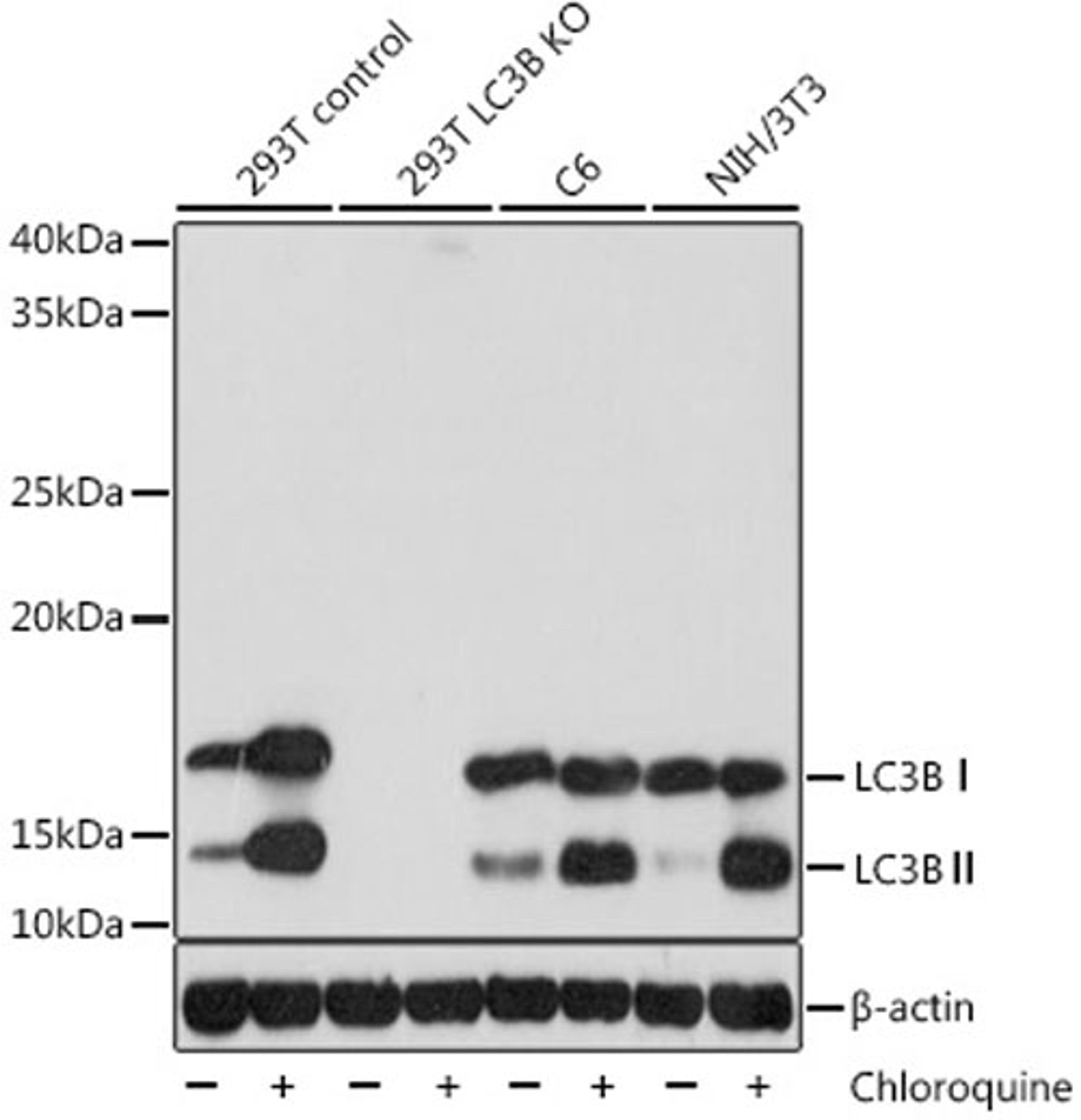 Western blot - LC3B antibody (A19665)