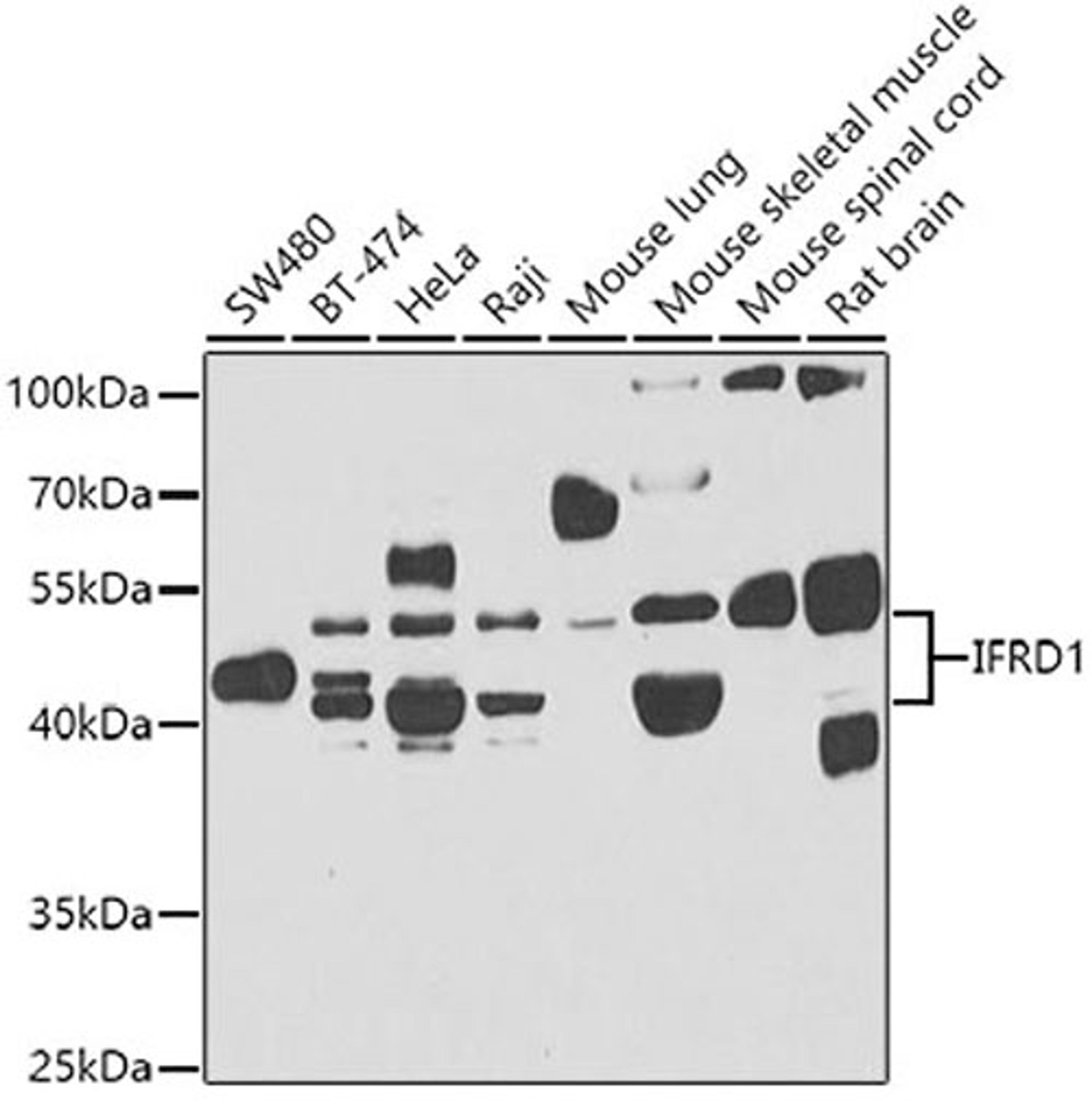 Western blot - IFRD1 antibody (A7439)