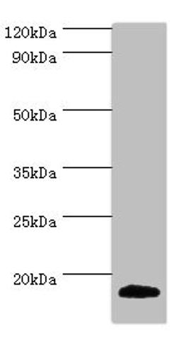 Western blot. All lanes: MLANA antibody at 2ug/ml + Mouse eye tissue. Secondary. Goat polyclonal to rabbit IgG at 1/10000 dilution. Predicted band size: 13 kDa. Observed band size: 13 kDa. 