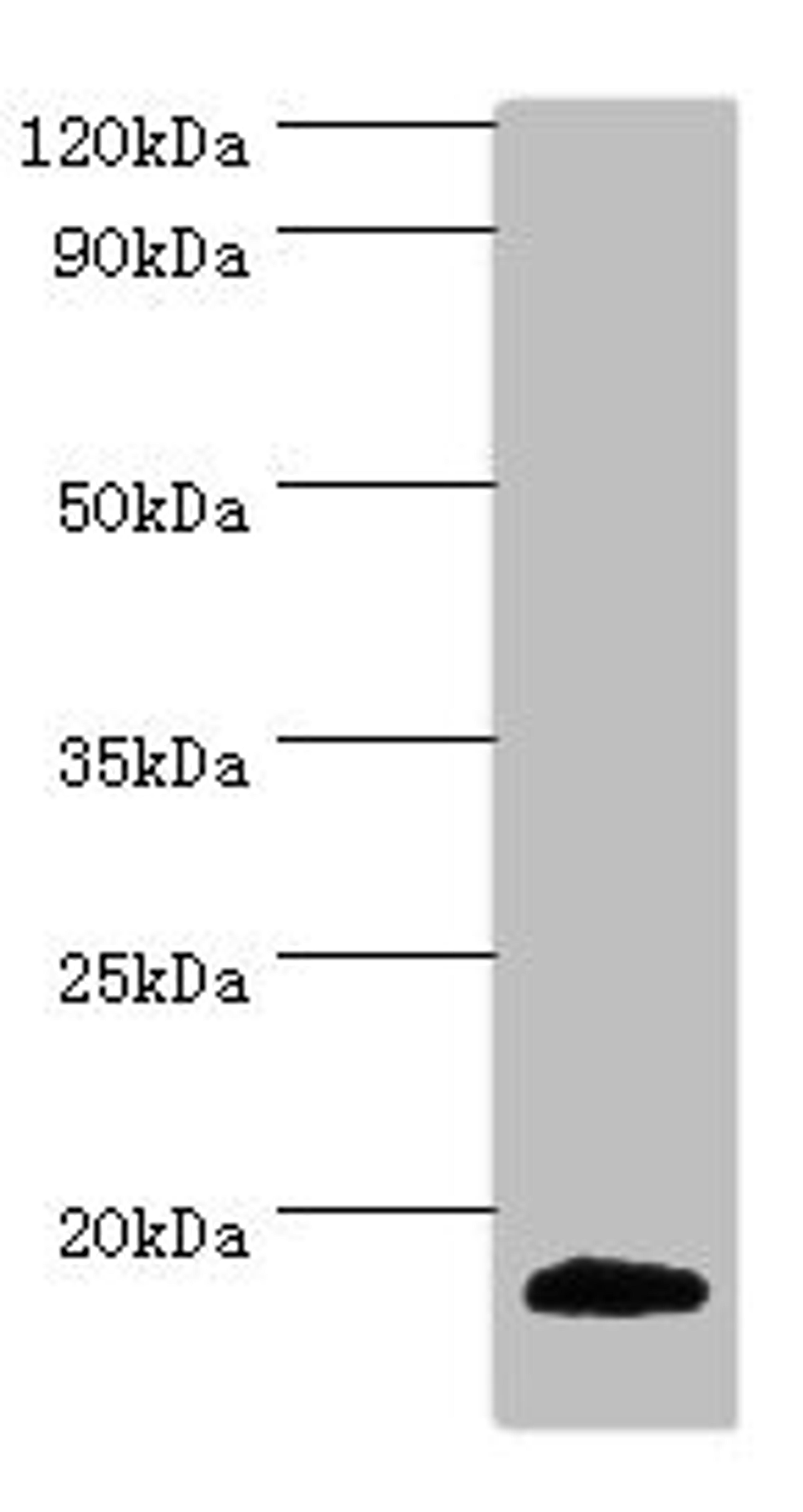Western blot. All lanes: MLANA antibody at 2ug/ml + Mouse eye tissue. Secondary. Goat polyclonal to rabbit IgG at 1/10000 dilution. Predicted band size: 13 kDa. Observed band size: 13 kDa. 