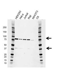 Western blot analysis of whole cell lysates probed with RIPK1 antibody